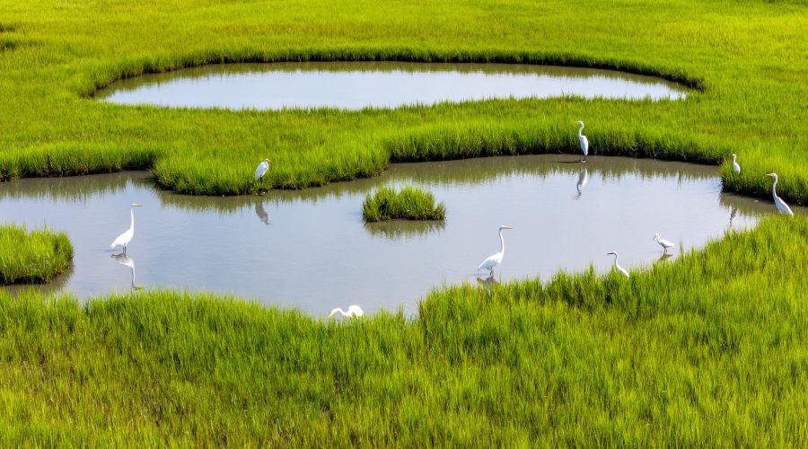 A wedge of egrets fish in a salt marsh along North River near Beaufort. Photo: Dylan Ray