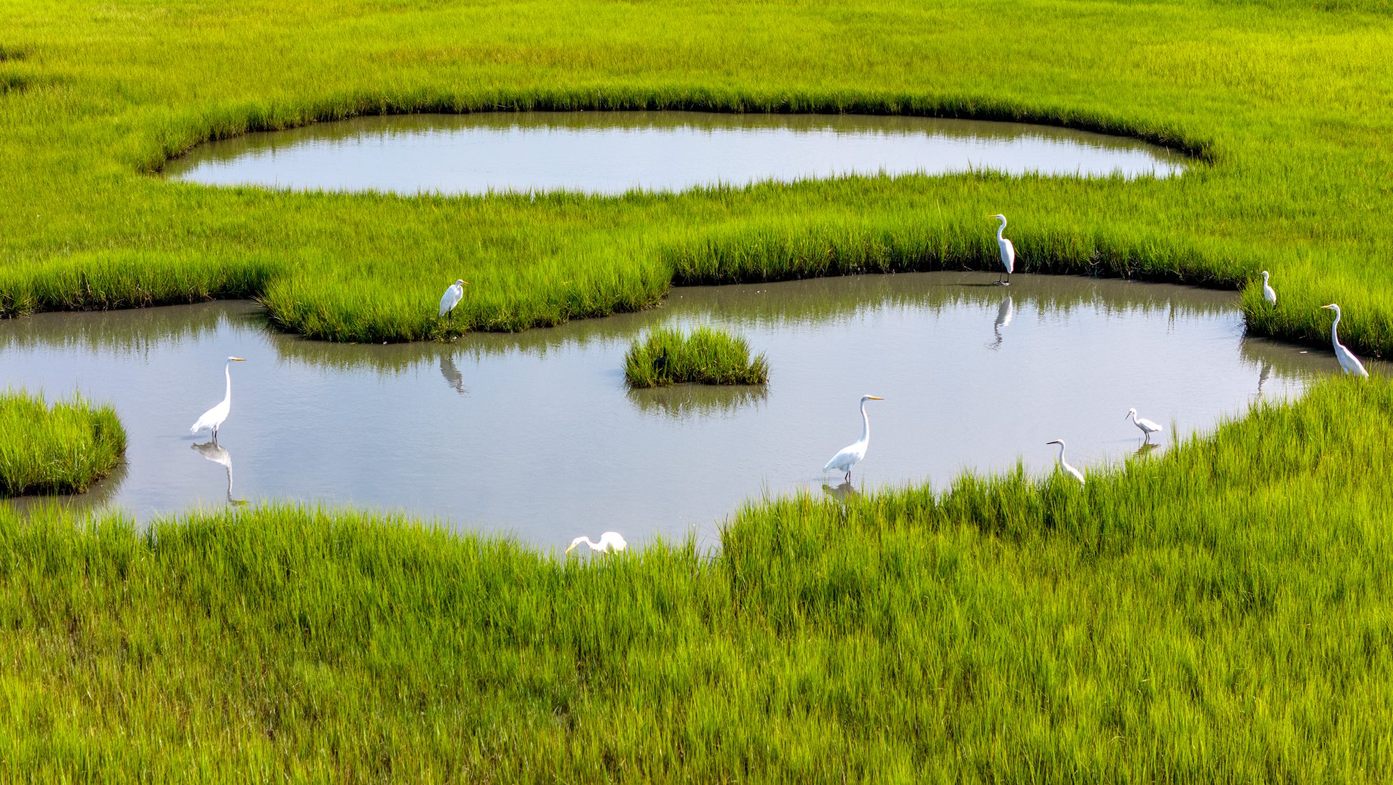 A wedge of egrets fish in a salt marsh along North River near Beaufort. Photo: Dylan Ray