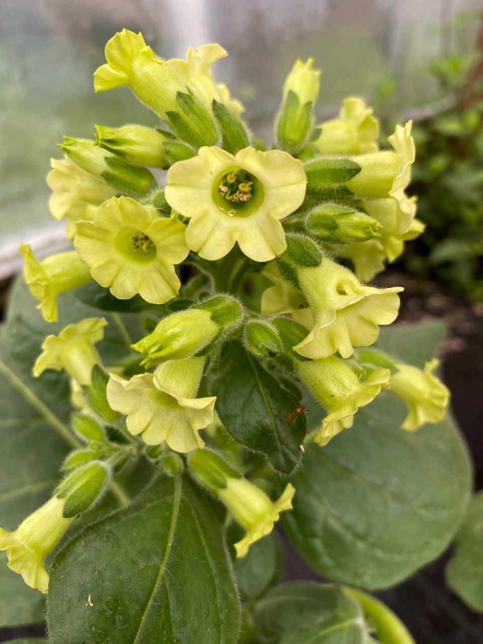 The ancient seeds produced tobacco with blooms of chartreuse rather than the more familiar to us colors of pink or white. Photo: Heidi Skinner