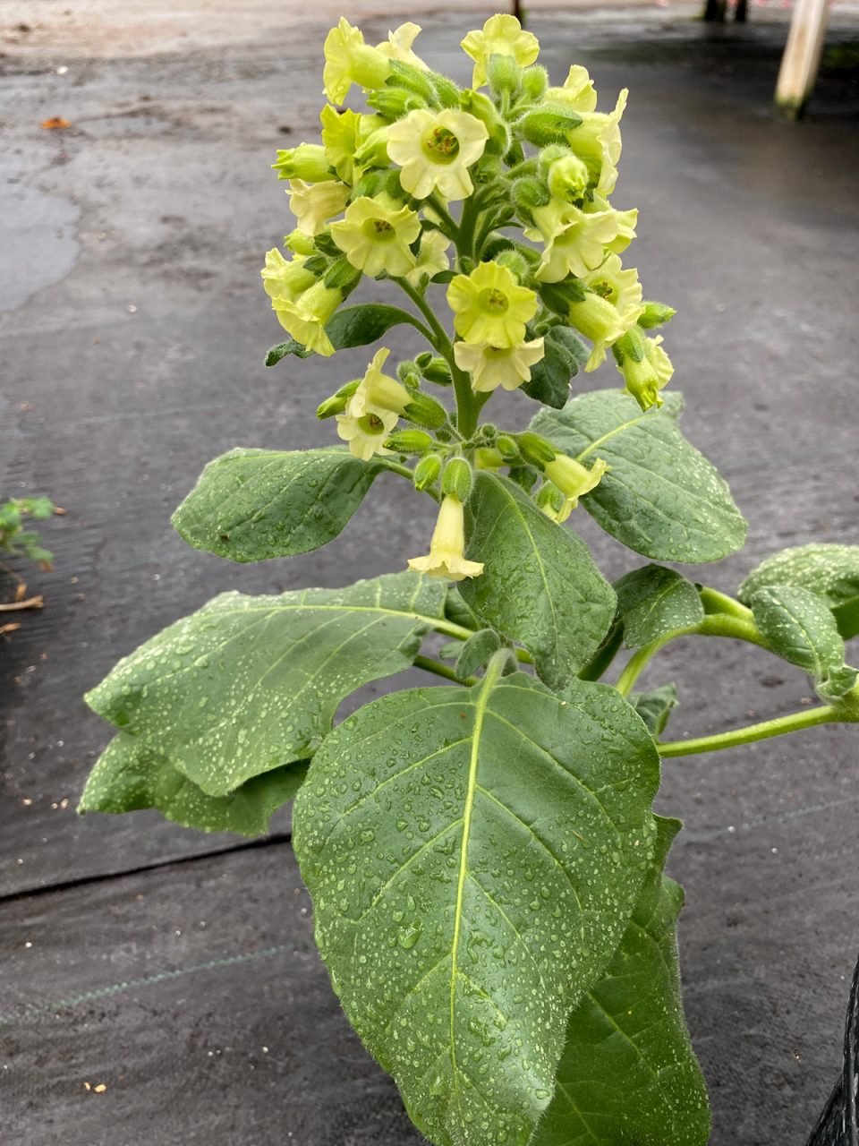 The ancient tobacco is a burley type, about 18 inches tall. Photo: Heidi Skinner