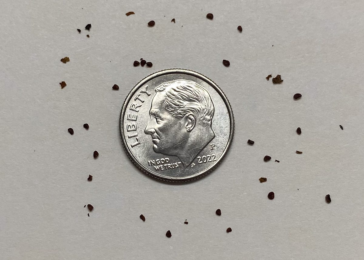 These tiny tobacco seeds were found in a Kentucky cave where they were stored in a pottery jar dated to 2,000 years ago. Photo: Heidi Skinner