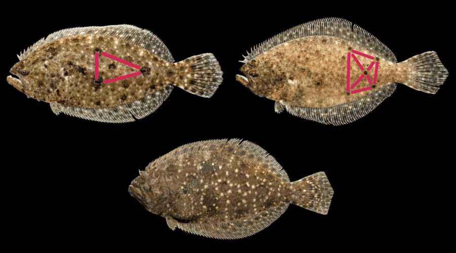 Top row, from left, Gulf flounder and summer flounder. Bottom row, southern flounder. Illustration: Division of Marine Fisheries