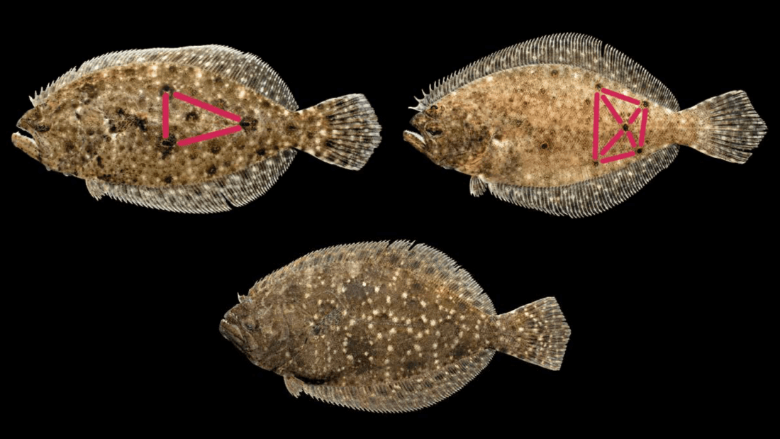 Top row, from left, Gulf flounder and summer flounder. Bottom row, southern flounder. Illustration: Division of Marine Fisheries 