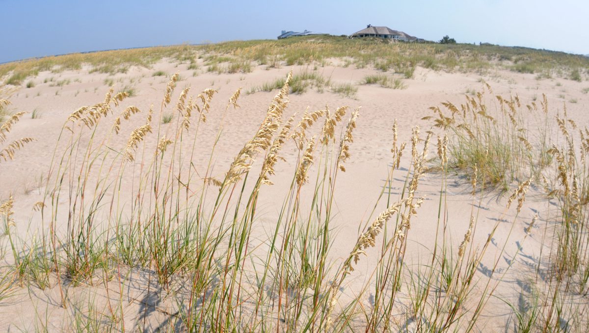 Homes on the western side of Bald Head Island are visible beyond the sea oats. Photo: Mark Courtney