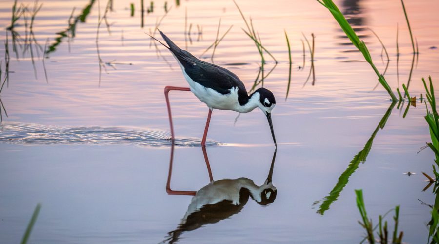 A black-necked stilt dips its bill as it feeds in standing water at sunrise July 30 at the Oregon Inlet Fishing Center in Nags Head. Reader Brian Horsley of Nags Head submitted this image, noting that he captured the photo July 30 while on his way to work. "Went it rains a lot and we get big freshwater puddles Black Neck Stilts pay it a visit," he said with the submission.