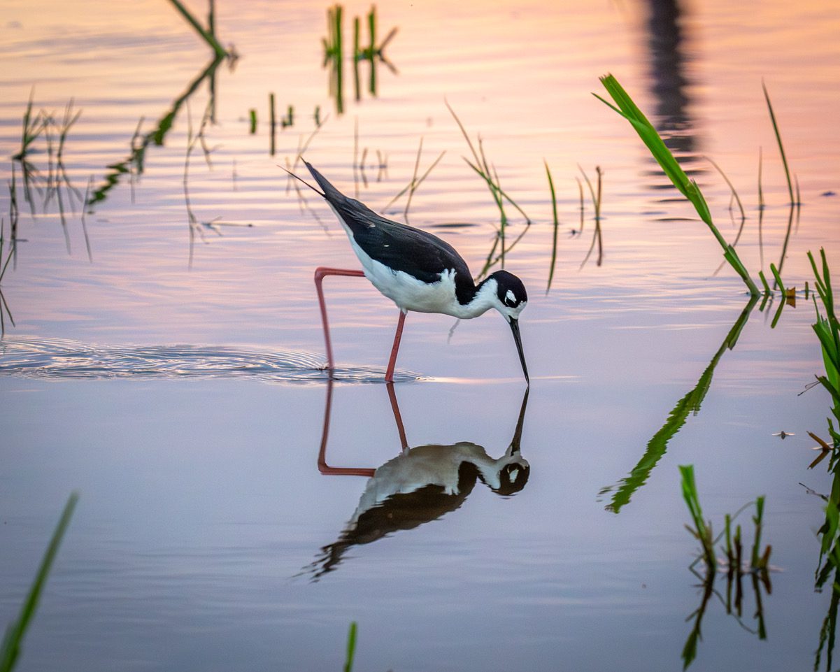 A black-necked stilt dips its bill as it feeds in standing water at sunrise July 30 at the Oregon Inlet Fishing Center in Nags Head. Reader Brian Horsley of Nags Head submitted this image, noting that he captured the photo July 30 while on his way to work. "Went it rains a lot and we get big freshwater puddles Black Neck Stilts pay it a visit," he said with the submission.