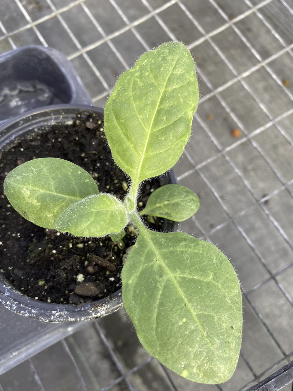 Young leaves sprout from the tobacco seedling. Photo: Heidi Skinner