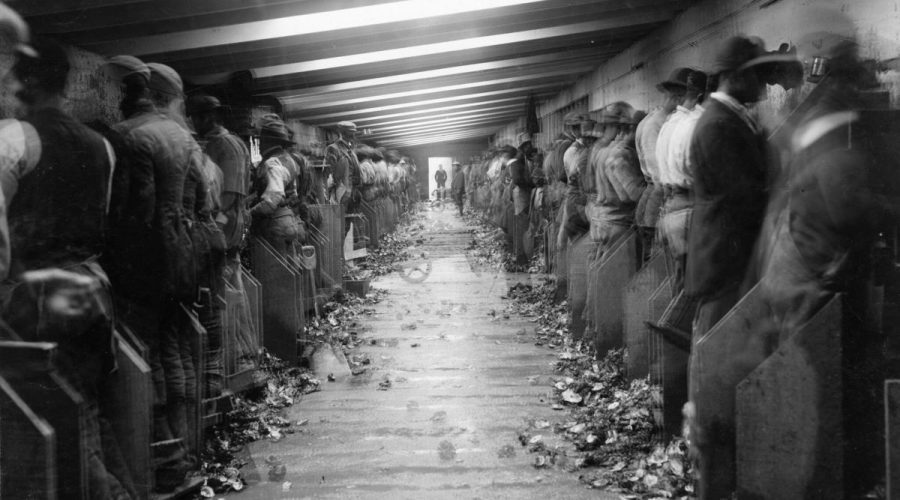 The Thomas Duncan oyster cannery in Beaufort, N.C., ca. 1900-1910. Duncan employed legions of African American shuckers, but also recruited large numbers of “Bohemian” immigrants– Czechs, Poles, and other Central and Eastern Europeans– to work at his cannery. Courtesy, H.H. Brimley Collection, State Archives of North Carolina