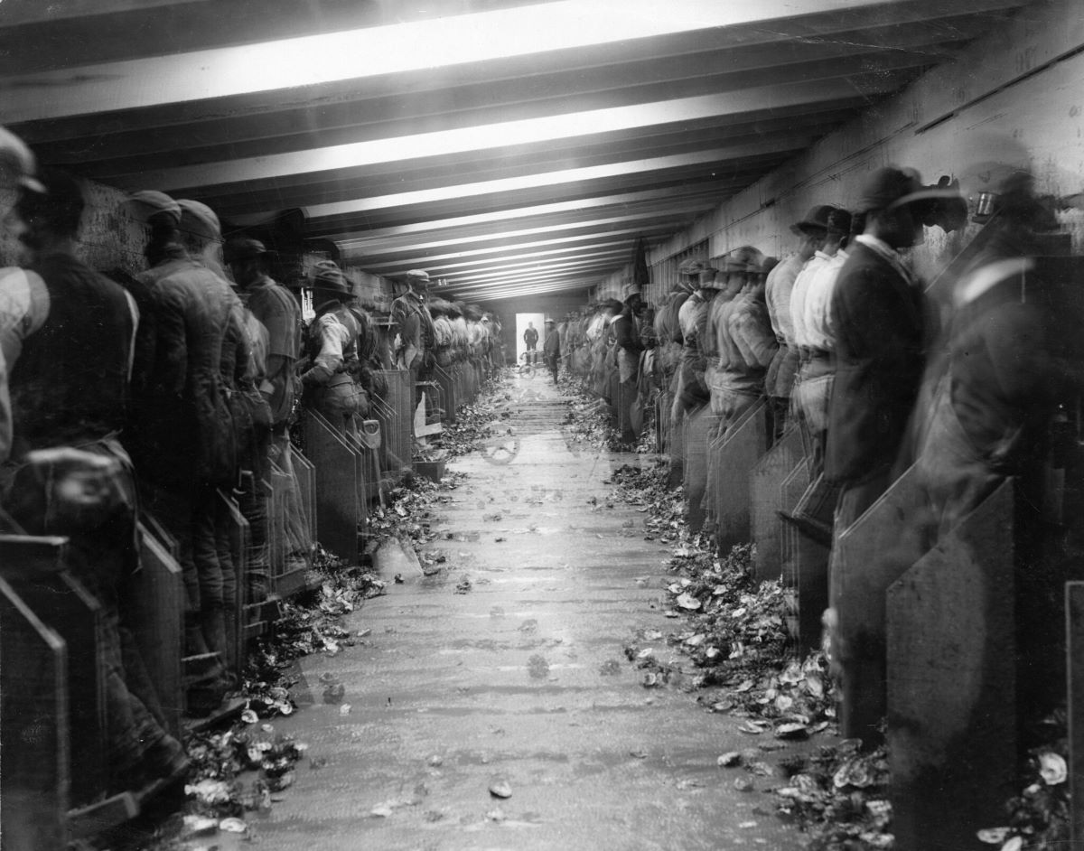 The Thomas Duncan oyster cannery in Beaufort, N.C., ca. 1900-1910. Duncan employed legions of African American shuckers, but also recruited large numbers of “Bohemian” immigrants– Czechs, Poles, and other Central and Eastern Europeans– to work at his cannery. Courtesy, H.H. Brimley Collection, State Archives of North Carolina