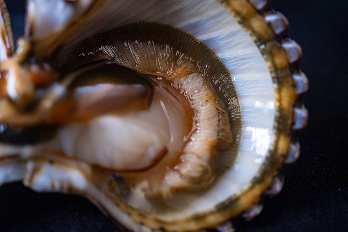 A still-closer view shows the ring of tiny, white projections around the scallop's flesh. Photo: Jeff Janowski/UNCW