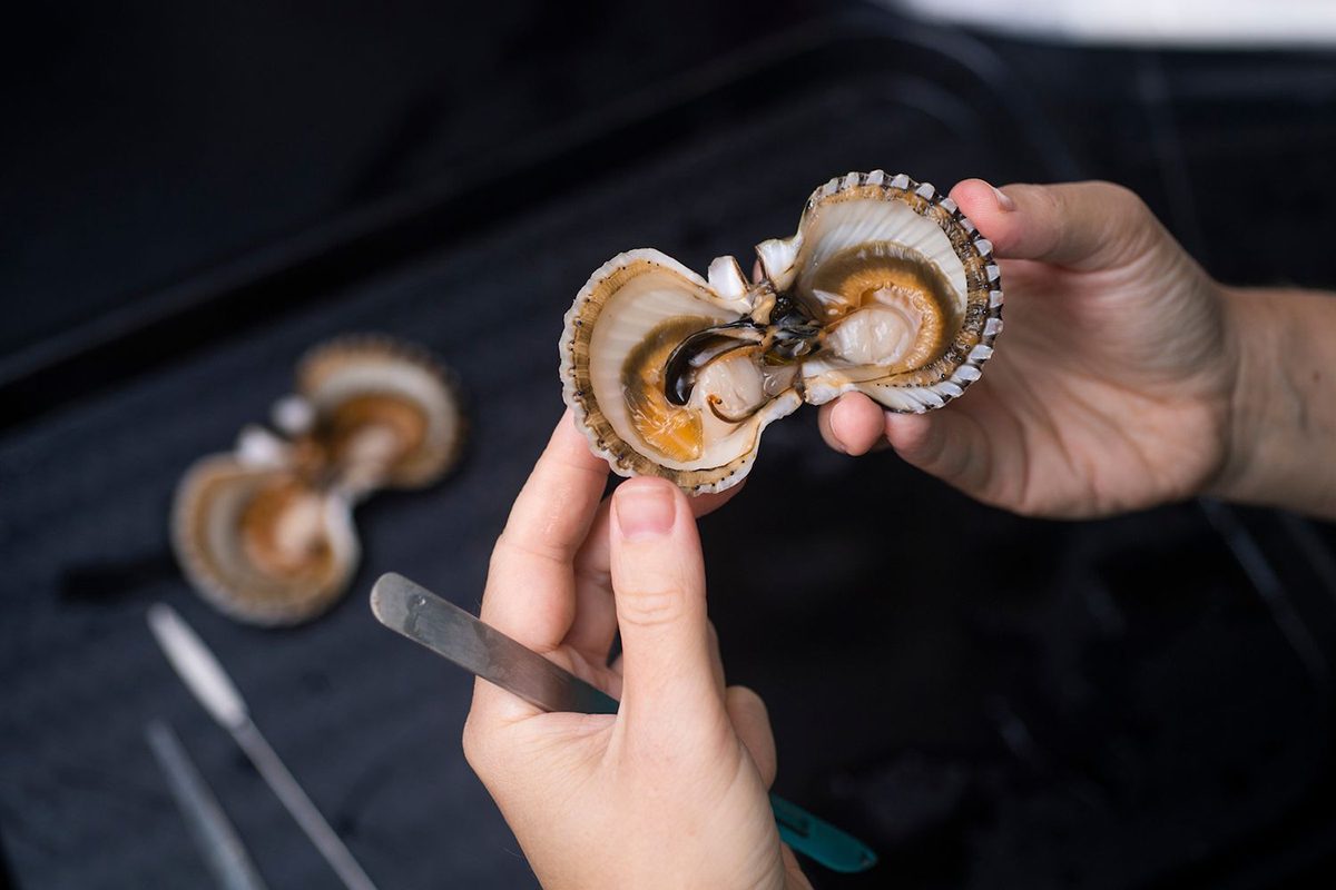 Marine biology assistant professor Dr. Julia Buck shows a closer view of a scallop infected with trematodes. Photo: Jeff Janowski/UNCW