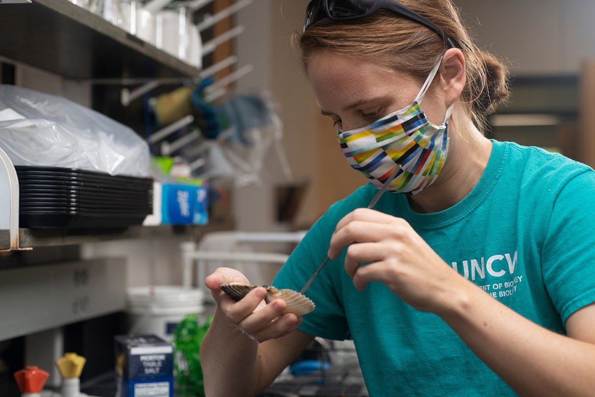 Marine Biology assistant professor Dr. Julia Buck dissects an infected scallop with trematodes.  Photo: Jeff Janowski/UNCW