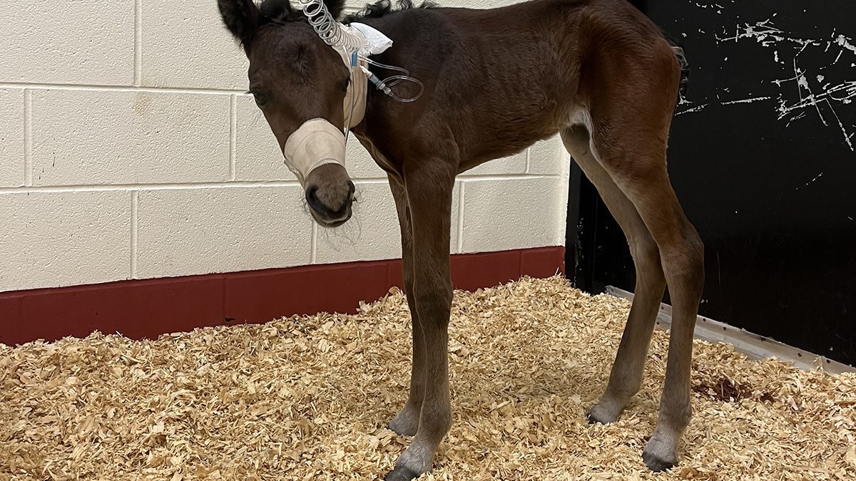 The young filly from the Rachel Carson Reserve undergoes emergency treatment Tuesday at the North Carolina State College of Veterinary Medicine in Raleigh. Photo: Abby Williams/North Carolina Coastal Reserve