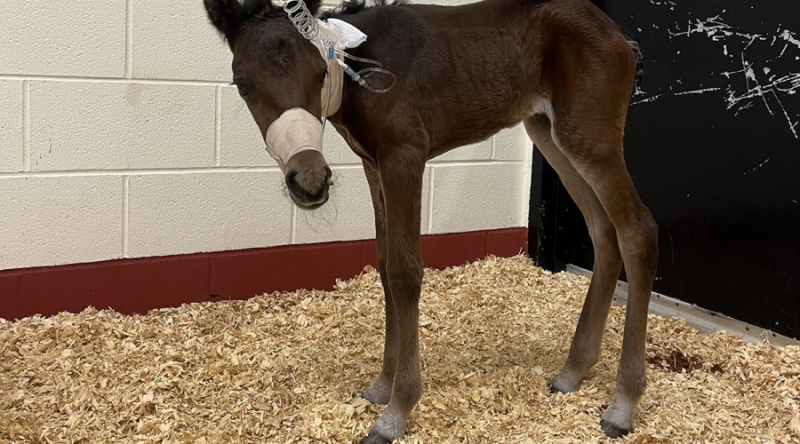 The young filly from the Rachel Carson Reserve undergoes emergency treatment Tuesday at the North Carolina State College of Veterinary Medicine in Raleigh. Photo: Abby Williams/North Carolina Coastal Reserve