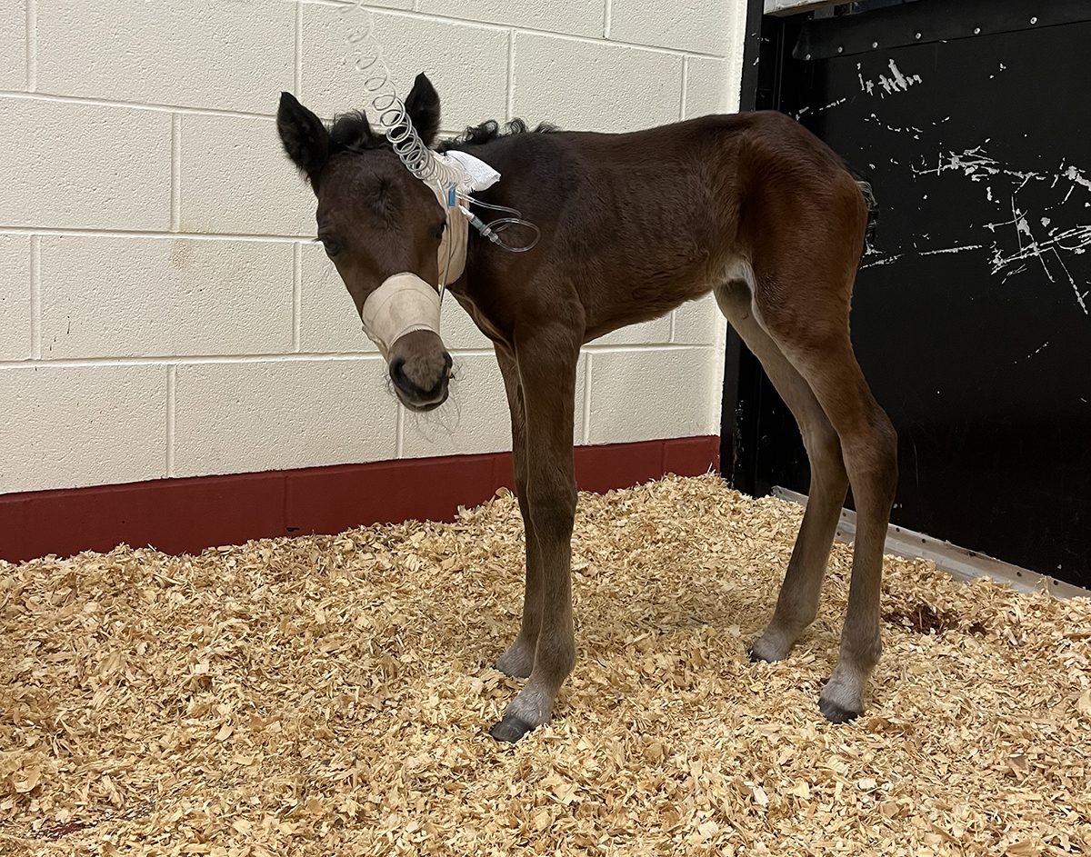 The young filly from the Rachel Carson Reserve undergoes emergency treatment Tuesday at the North Carolina State College of Veterinary Medicine in Raleigh. Photo: Abby Williams/North Carolina Coastal Reserve