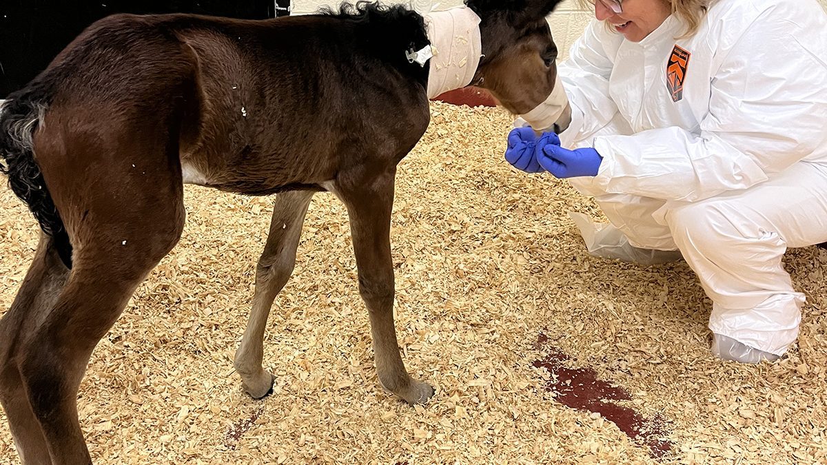 North Carolina Coastal Reserve and National Estuarine Research Reserve Central Sites Manager Paula Gillikin visits a foal she helped transport this week to the North Carolina State College of Veterinary Medicine in Raleigh. Photo: Abby Williams/North Carolina Coastal Reserve