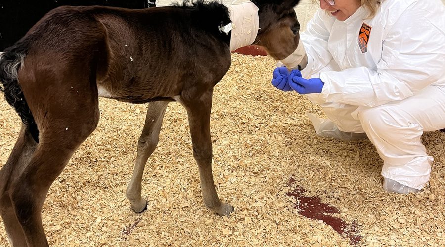 North Carolina Coastal Reserve and National Estuarine Research Reserve Central Sites Manager Paula Gillikin visits a foal she helped transport this week to the North Carolina State College of Veterinary Medicine in Raleigh. Photo: Abby Williams/North Carolina Coastal Reserve