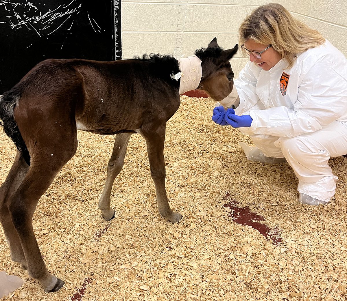 North Carolina Coastal Reserve and National Estuarine Research Reserve Central Sites Manager Paula Gillikin visits a foal she helped transport this week to the North Carolina State College of Veterinary Medicine in Raleigh. Photo: Abby Williams/North Carolina Coastal Reserve