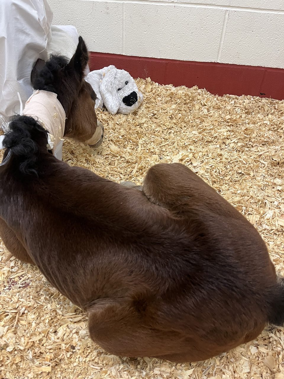 The foal, shown here the North Carolina State College of Veterinary Medicine in Raleigh, had been showing signs of extreme distress in the field, but she improved overnight under medical care. Photo: Abby Williams/North Carolina Coastal Reserve