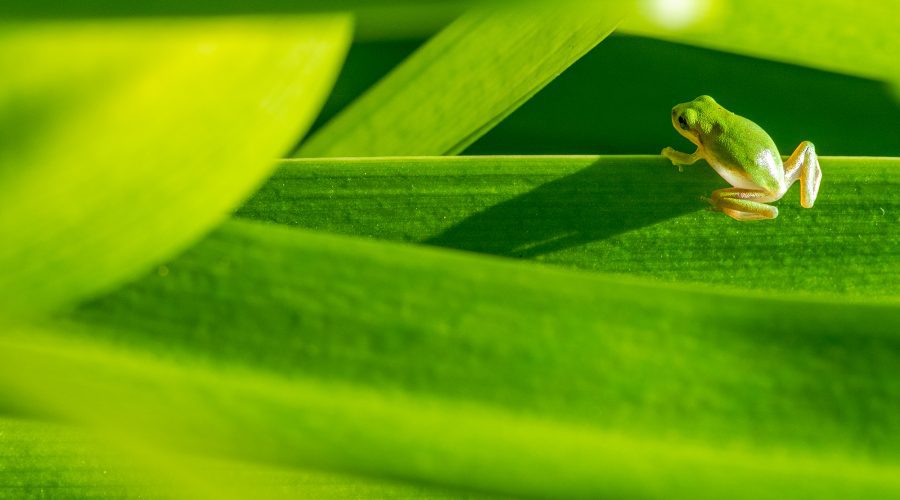 An especially young green tree frog catches the morning sun from an agapanthus leaf in a Beaufort garden. Photo: Dylan Ray