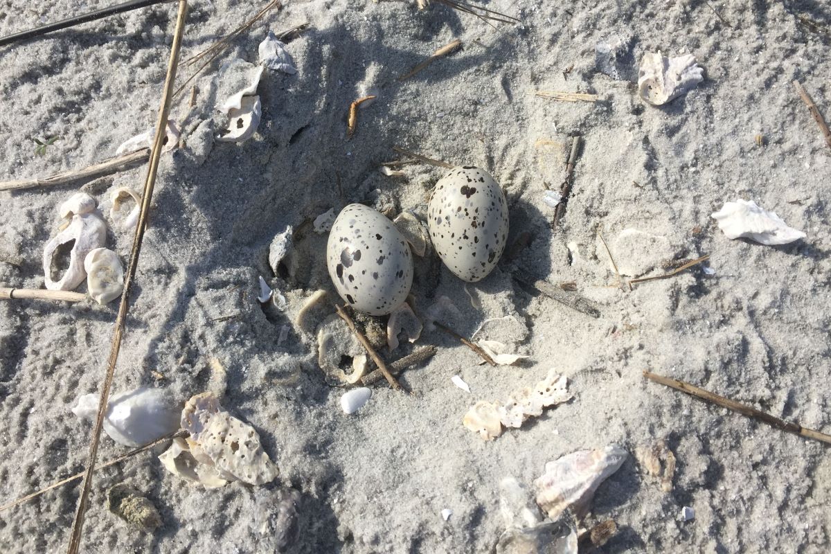 One of the American Oystercatcher nests on Sandbag Island. Photo Credit: N.C. Wildlife Resources Commission 
