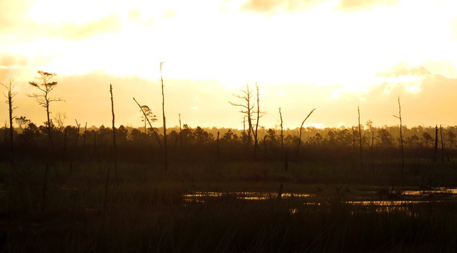 A ghost forest is a visible sign of climate change on the North Carolina coast. Photo: Coastal Studies Institute