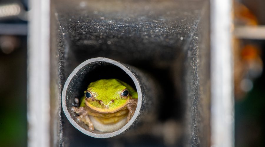 A green tree frog peers out at the rain from the safety of a fence railing near Russell Creek in Beaufort. Photo: Dylan Ray