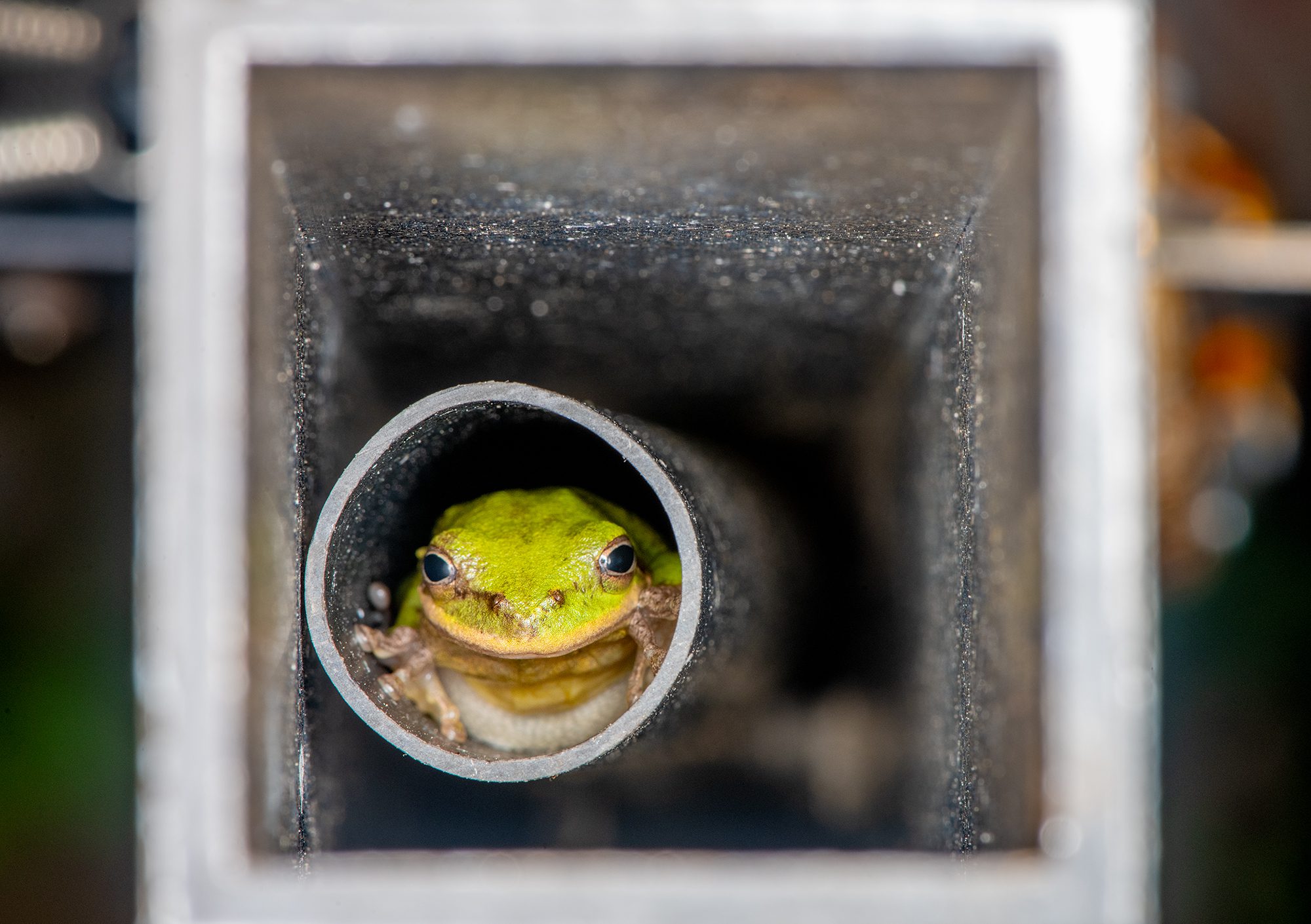 A green tree frog peers out at the rain from the safety of a fence railing near Russell Creek in Beaufort. Photo: Dylan Ray