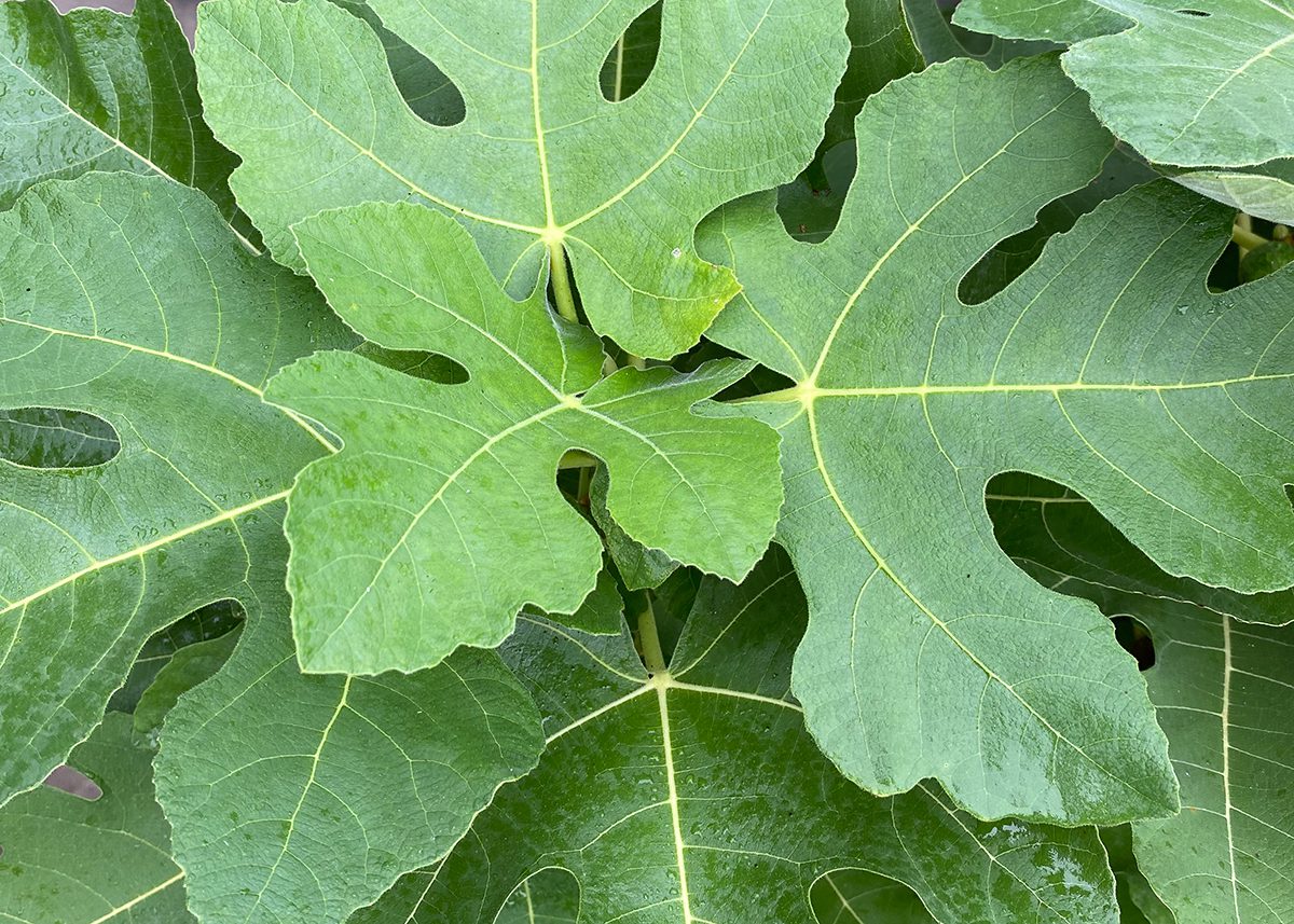 Not only known for providing cover for the underdressed, fig leaves provide shade, and their varying shapes help in identifying the numerous varieties. Photo: Heidi Skinner