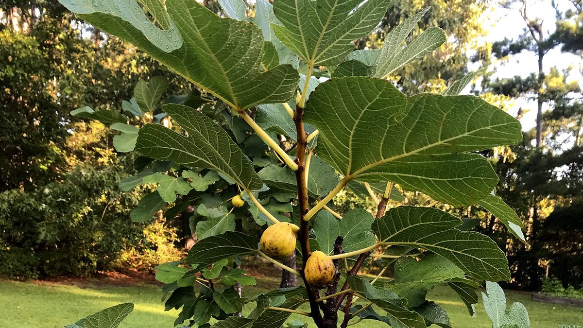 Technically not fruit, figs are actually an inverted flower. Photo: Heidi Skinner