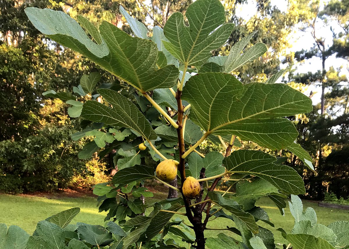 Technically not fruit, figs are actually an inverted flower. Photo: Heidi Skinner