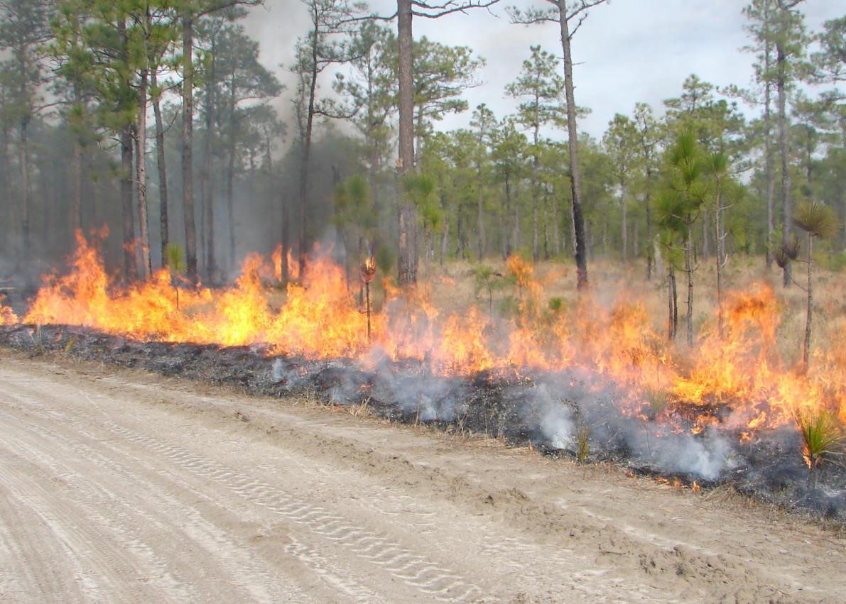 The landowner resource workshop Oct. 3 will cover a range of topics, including prescribed burning. Photo courtesy of workshop organizers