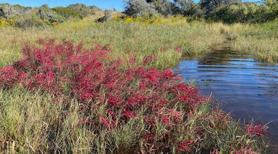 Pickleweed turning red in October 2023 at Bird Island Reserve. Photo: Elizabeth Pinnix/N.C. Coastal Reserve