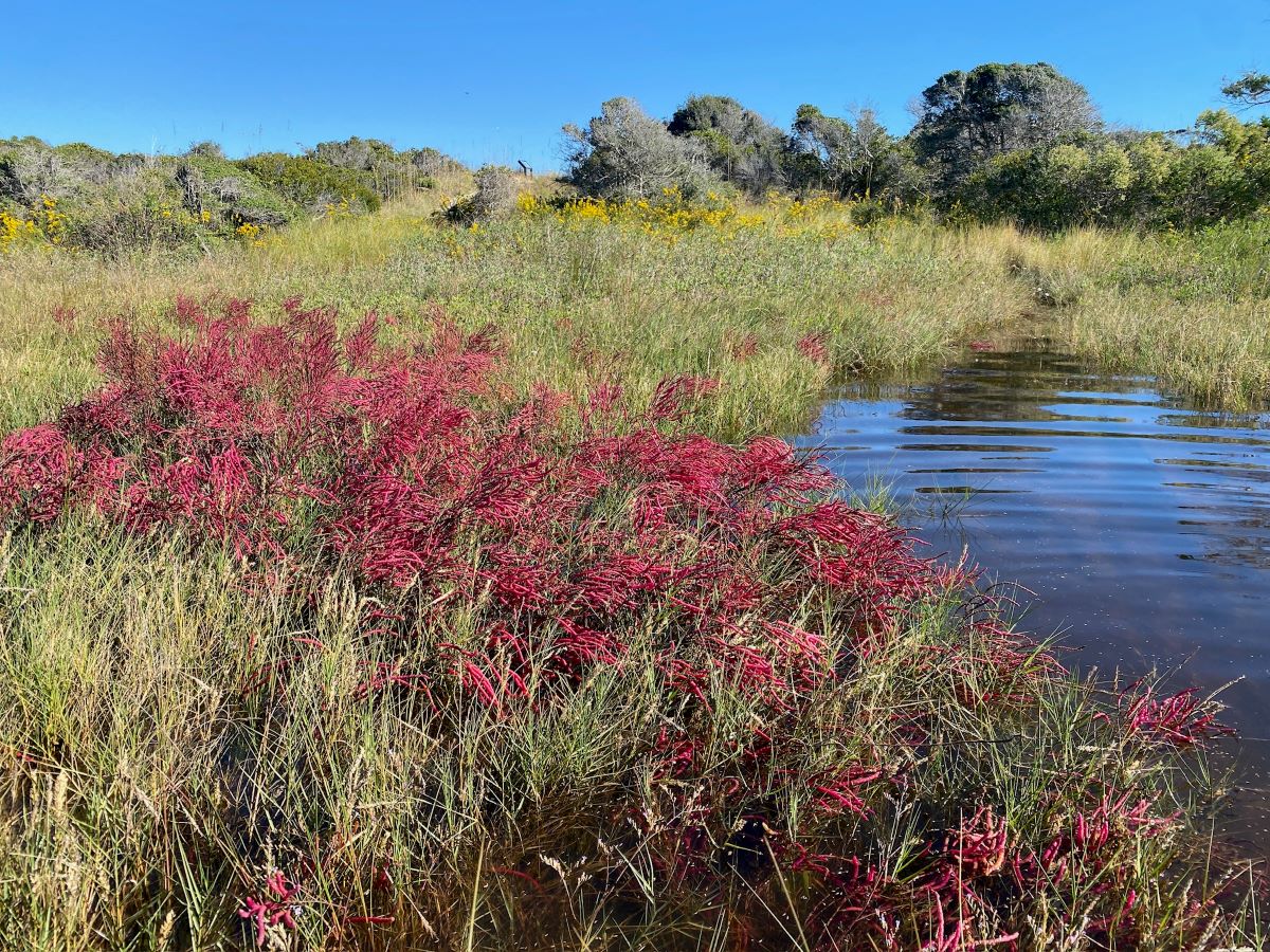 Pickleweed turning red in October 2023 at Bird Island Reserve. Photo: Elizabeth Pinnix/N.C. Coastal Reserve