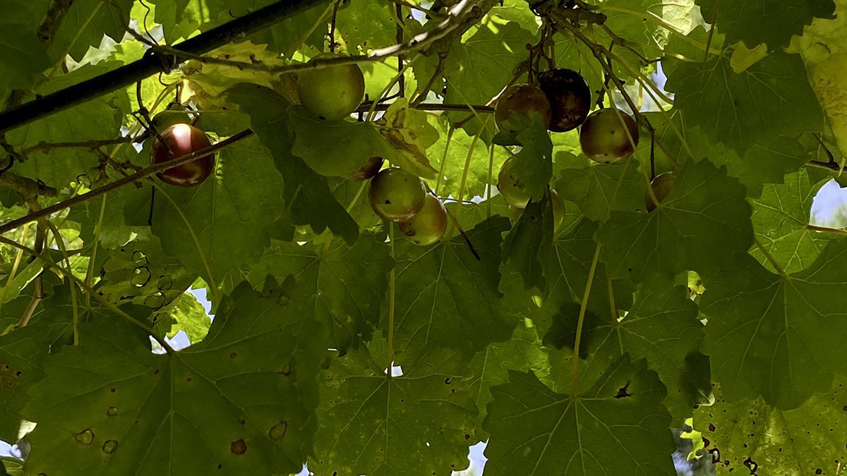 Muscadines are starting to ripen this time of year. Photo: Heidi Skinner