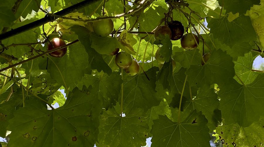 Muscadines are starting to ripen this time of year. Photo: Heidi Skinner