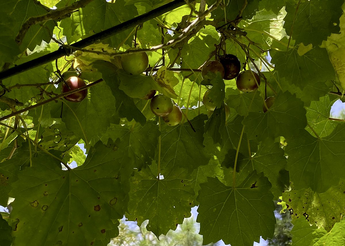 Muscadines are starting to ripen this time of year. Photo: Heidi Skinner