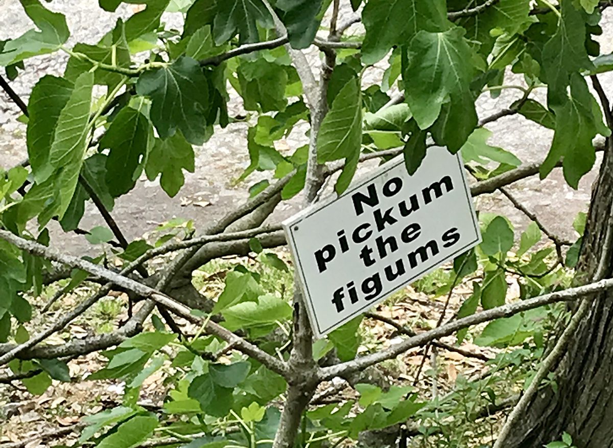 Ocracoke visitors are advised against helping themselves to the "figums" on this tree. Photo: Mark Hibbs