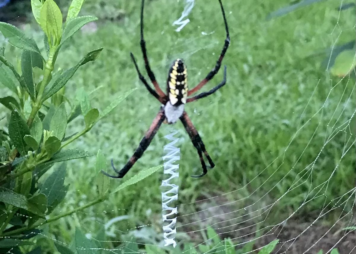 An orb-weaver spider awaits a nutritious disturbance in her web. Photo: Heidi Skinner