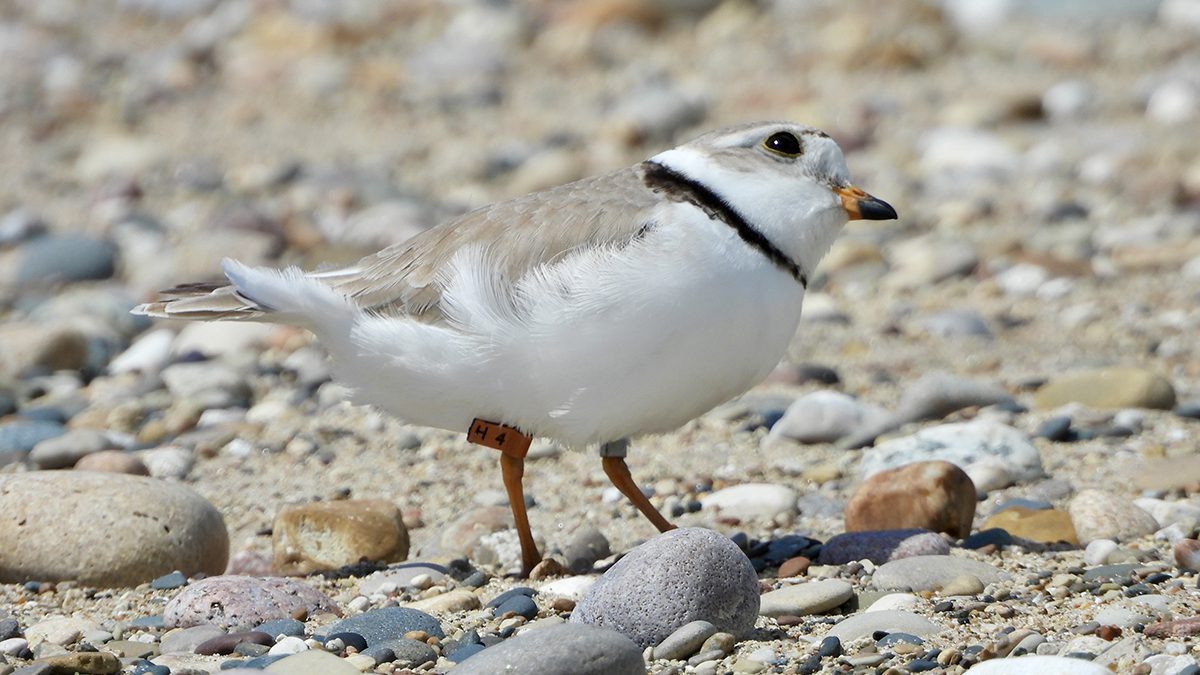 Blaze, shown here on the beach in Waukegan, Illinois, has returned for the second consecutive year to winter at Masonboro Inlet in New Hanover County. The small, but determined piping plover was abandoned before she hatched and became among the first captive-reared chicks to be released from the University of Michigan Biological Station in 2023. Within about two months of her release into the wild, Blaze migrated south to spend the winter at Masonboro Inlet, according to Audubon North Carolina. Audubon officials spotted Blaze Aug. 15 at the inlet, returning from Waukegan, where she successfully raised three chicks. Photo courtesy of Lake County Illinois Audubon Society