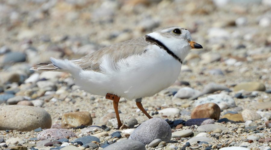 Blaze, shown here on the beach in Waukegan, Illinois, has returned for the second consecutive year to winter at Masonboro Inlet in New Hanover County. The small, but determined piping plover was abandoned before she hatched and became among the first captive-reared chicks to be released from the University of Michigan Biological Station in 2023. Within about two months of her release into the wild, Blaze migrated south to spend the winter at Masonboro Inlet, according to Audubon North Carolina. Audubon officials spotted Blaze Aug. 15 at the inlet, returning from Waukegan, where she successfully raised three chicks. Photo courtesy of Lake County Illinois Audubon Society