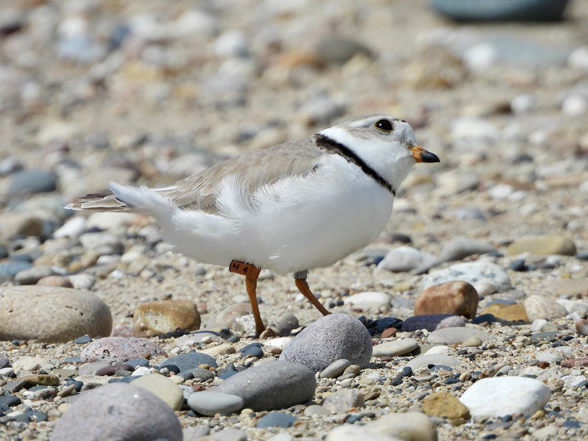 Blaze, shown here on the beach in Waukegan, Illinois, has returned for the second consecutive year to winter at Masonboro Inlet in New Hanover County. The small, but determined piping plover was abandoned before she hatched and became among the first captive-reared chicks to be released from the University of Michigan Biological Station in 2023. Within about two months of her release into the wild, Blaze migrated south to spend the winter at Masonboro Inlet, according to Audubon North Carolina. Audubon officials spotted Blaze Aug. 15 at the inlet, returning from Waukegan, where she successfully raised three chicks. Photo courtesy of Lake County Illinois Audubon Society