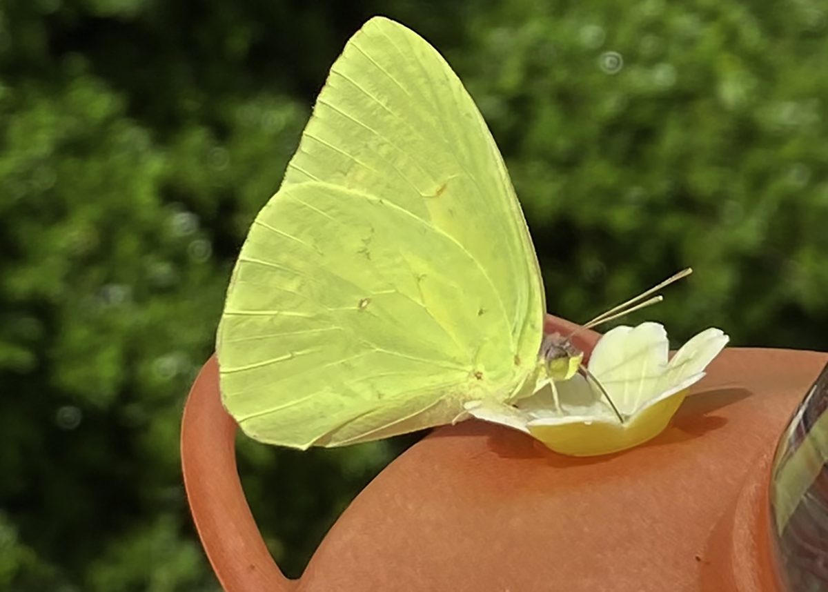 A cloudless sulphur feeds at a hummingbird feeder. Photo: Heidi Skinner