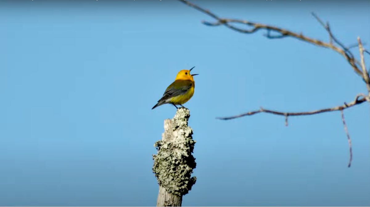 A prothonotary warbler warbles from the top of a ghost forest tree in the Alligator River National Wildlife Refuge. Photo: Paul Taillie