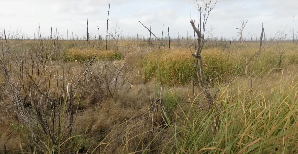 One year after the fire at Pains Bay there is a clear transition to marsh. Photo: Paul Tallie