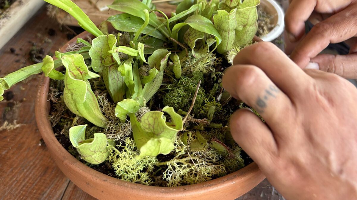 A student carefully places a Venus flytrap in the shallow container the plants love during a Carolina Home & Garden carnivorous plant class. Photo: Carolina Home & Garden