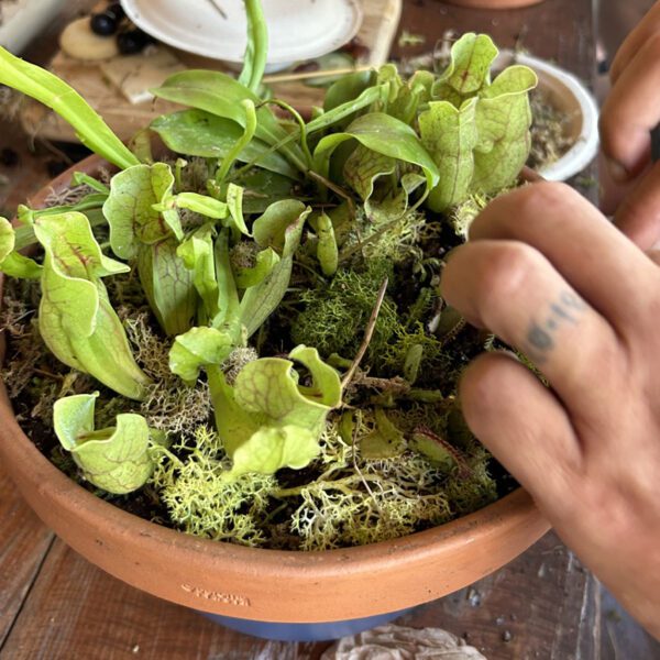 A student carefully places a Venus flytrap in the shallow container the plants love during a Carolina Home & Garden carnivorous plant class. Photo: Carolina Home & Garden