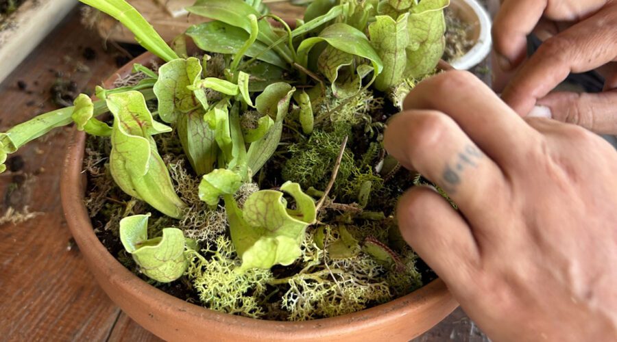 A student carefully places a Venus flytrap in the shallow container the plants love during a Carolina Home & Garden carnivorous plant class. Photo: Carolina Home & Garden