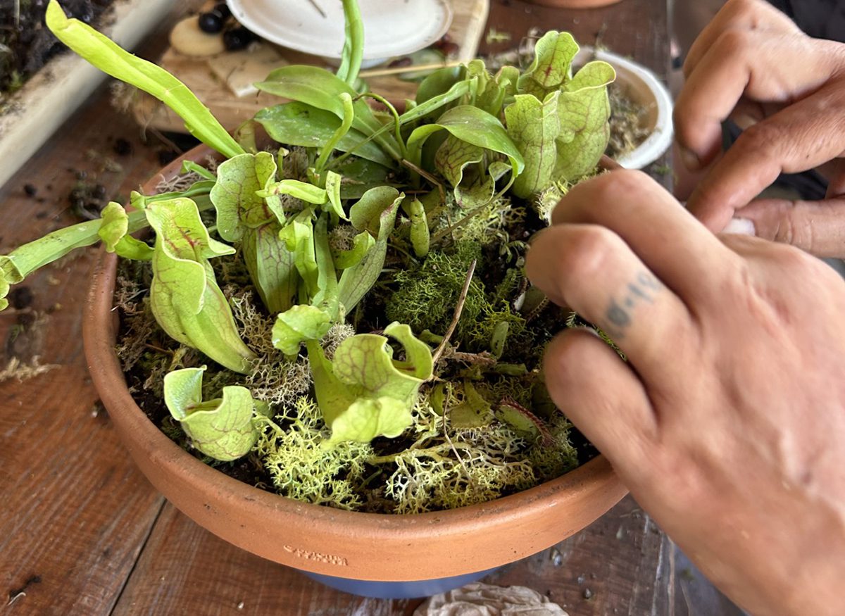 A student carefully places a Venus flytrap in the shallow container the plants love during a Carolina Home & Garden carnivorous plant class. Photo: Carolina Home & Garden