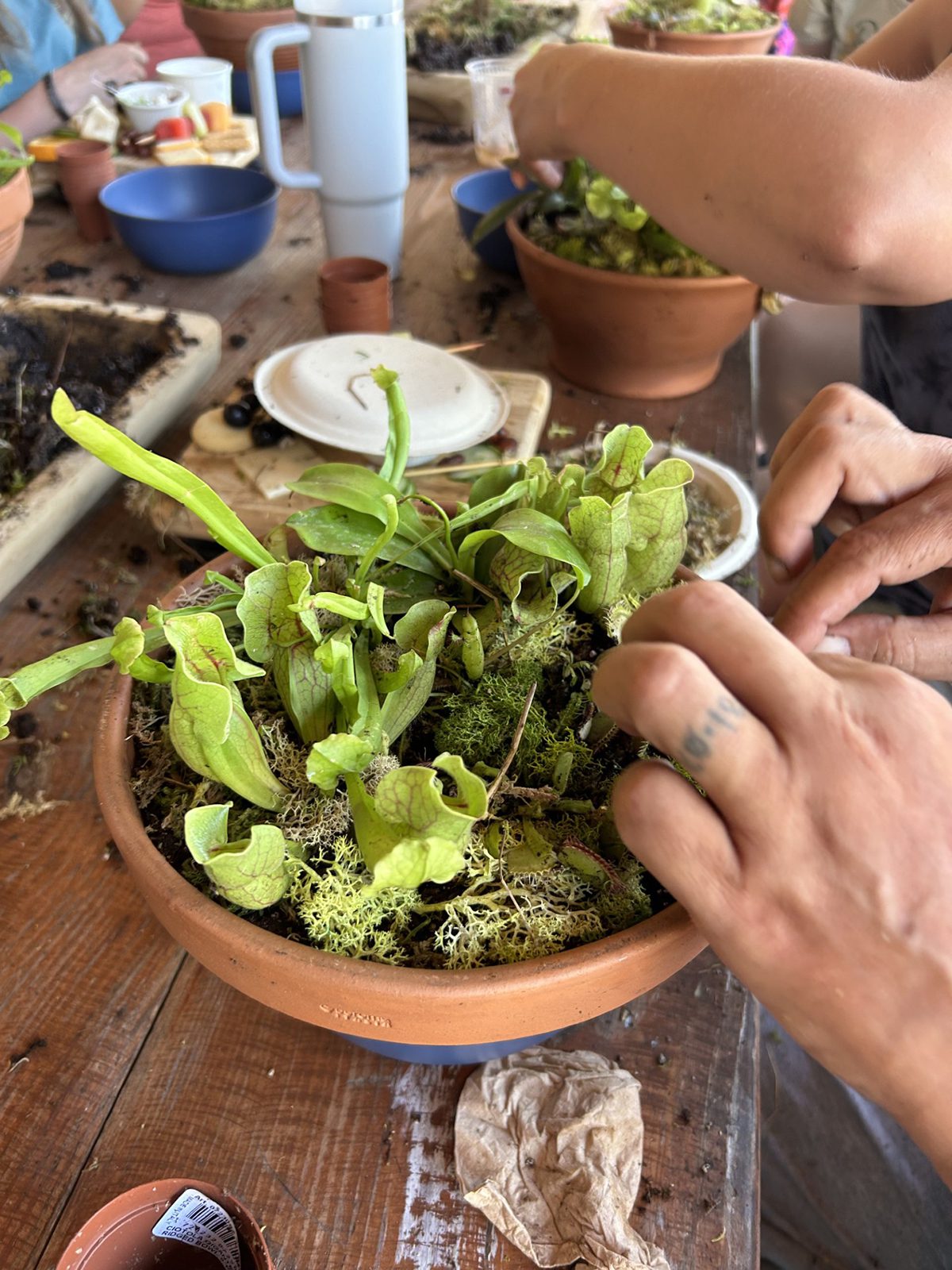 A student carefully places a Venus flytrap in the shallow container the plants love during a Carolina Home & Garden carnivorous plant class. Photo: Carolina Home & Garden